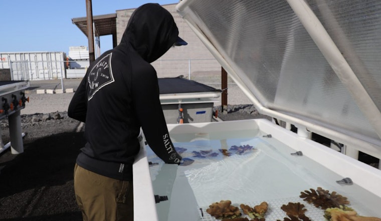 'Ākoʻakoʻa Coral Restoration Nursery Spearheads Marine Conservation Near Kona International Airport