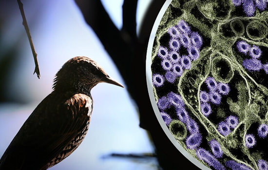 Alert in Marin County: Child Possible Vector of Dreaded Bird Flu as H5N1 Shadows Thanksgiving Festivities