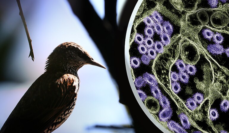Alert in Marin County: Child Possible Vector of Dreaded Bird Flu as H5N1 Shadows Thanksgiving Festivities