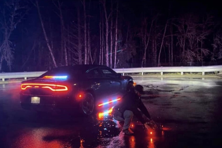 Alleged Car Thief Rescued from Tree After Chase Ends on Olympia Cliffside