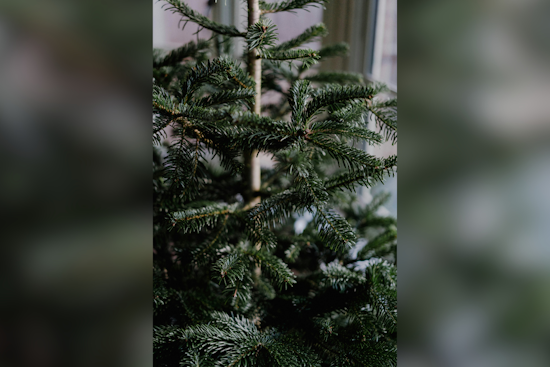 Allegheny County to Launch Christmas Tree Recycling Program on December 26