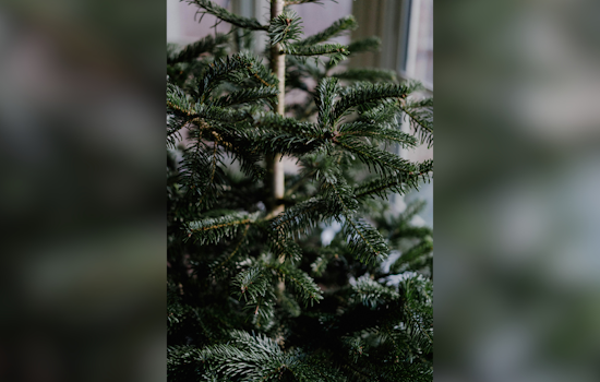 Allegheny County to Launch Christmas Tree Recycling Program on December 26