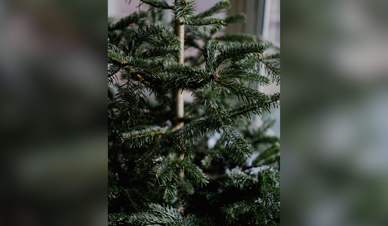 Allegheny County to Launch Christmas Tree Recycling Program on December 26