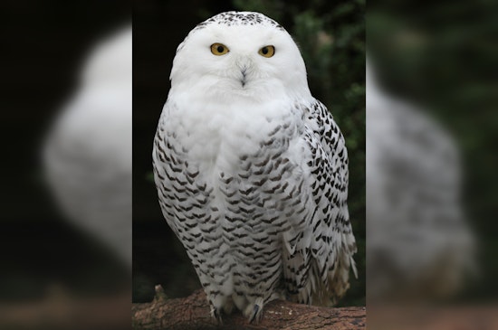 Annabell Whelan Saves Injured Birds From Duluth to Two Harbors