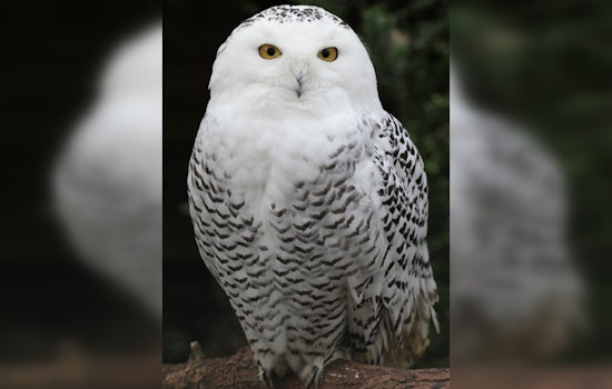 Annabell Whelan Saves Injured Birds From Duluth to Two Harbors