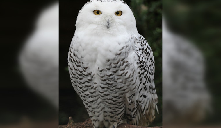Annabell Whelan Saves Injured Birds From Duluth to Two Harbors