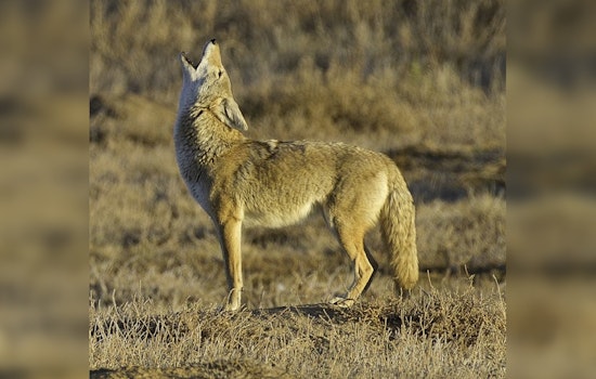 Apple Valley Witnesses Increased Coyote Sightings, Residents Advised on Peaceful Coexistence