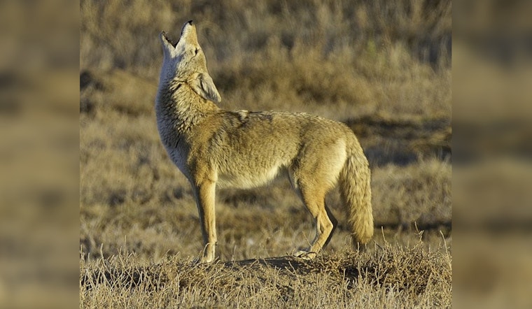Apple Valley Witnesses Increased Coyote Sightings, Residents Advised on Peaceful Coexistence