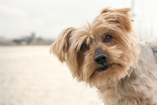 Arapahoe County Urges Public to Report Dog Bites Amid Rabies Prevention Efforts