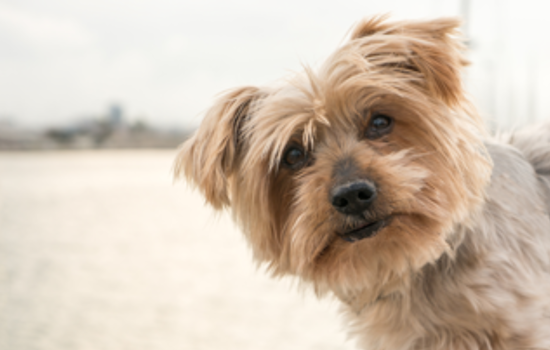 Arapahoe County Urges Public to Report Dog Bites Amid Rabies Prevention Efforts