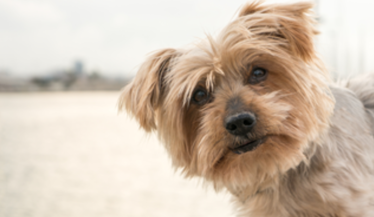 Arapahoe County Urges Public to Report Dog Bites Amid Rabies Prevention Efforts