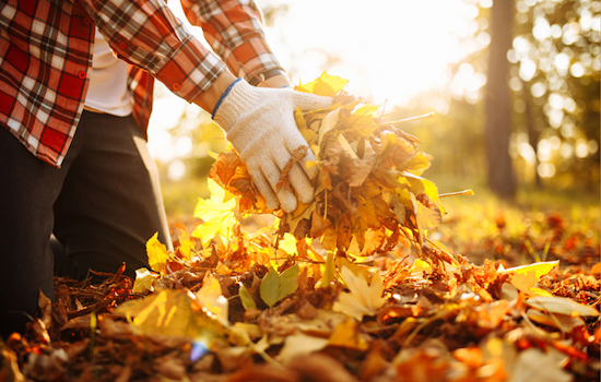 Arlington Enhances Leaf Collection Program with Additional Routes and Services