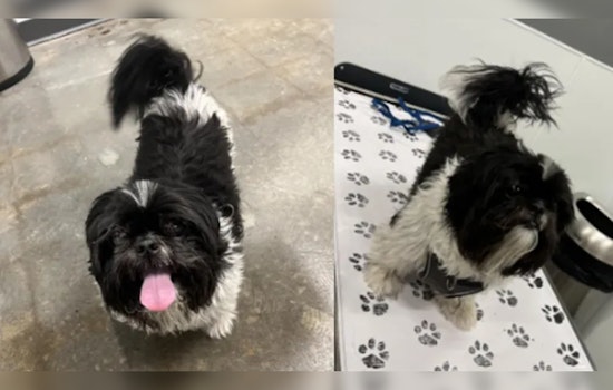 Atlanta Woman Offers $1,000 Reward for Return of Beloved Shih Tzu Stolen from Car in West Midtown