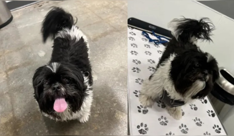 Atlanta Woman Offers $1,000 Reward for Return of Beloved Shih Tzu Stolen from Car in West Midtown