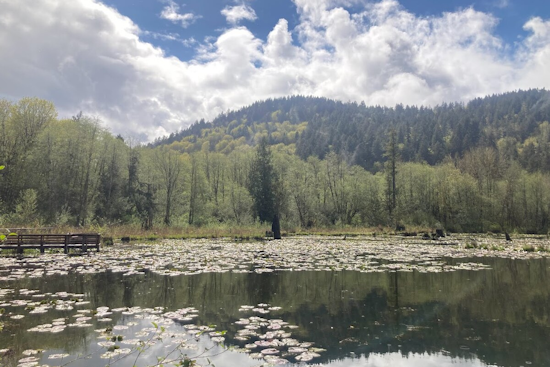 Authorities Seek Witnesses of Capitol State Forest Shooting Involving Centralia Teen
