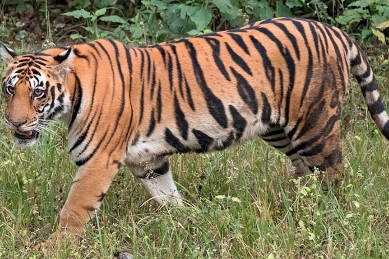 Avian Flu Outbreak Claims Lives of 20 Big Cats at Washington Wildlife Sanctuary