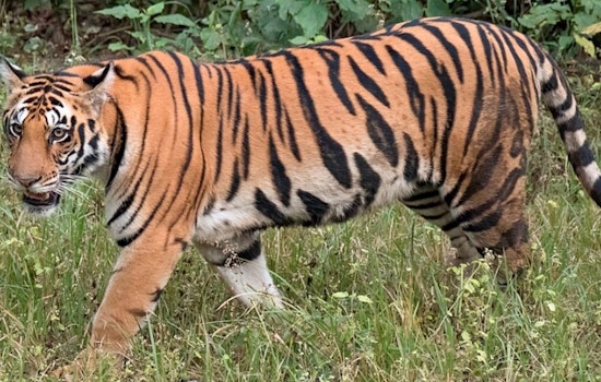 Avian Flu Outbreak Claims Lives of 20 Big Cats at Washington Wildlife Sanctuary