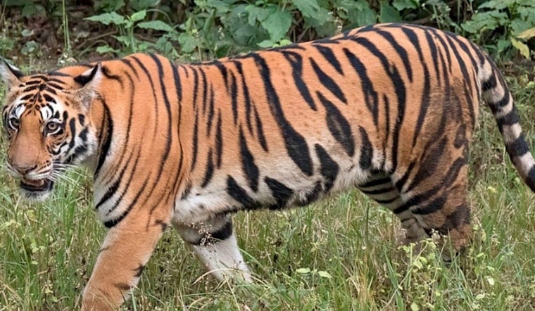 Avian Flu Outbreak Claims Lives of 20 Big Cats at Washington Wildlife Sanctuary
