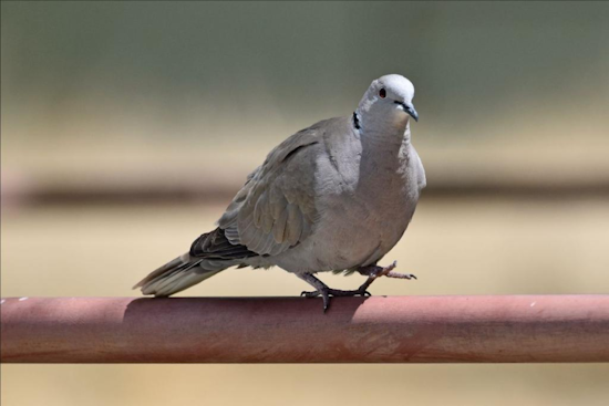 Avian Virus Outbreak Kills Numerous Collared Doves in Colorado's Arkansas River Valley