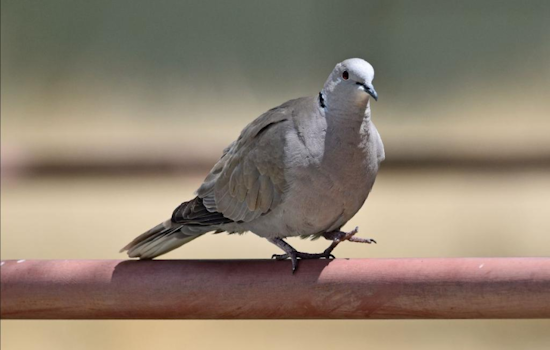 Avian Virus Outbreak Kills Numerous Collared Doves in Colorado's Arkansas River Valley