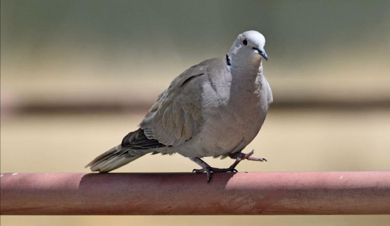 Avian Virus Outbreak Kills Numerous Collared Doves in Colorado's Arkansas River Valley