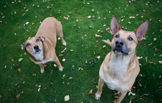 Baltimore Animal Shelter Waives Fees to Spur Adoptions Amid Capacity Crisis