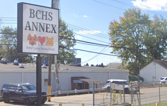 Beaver County Humane Society Rescues Nine Starved Dogs in New Sewickley Township, Seeks Public Help