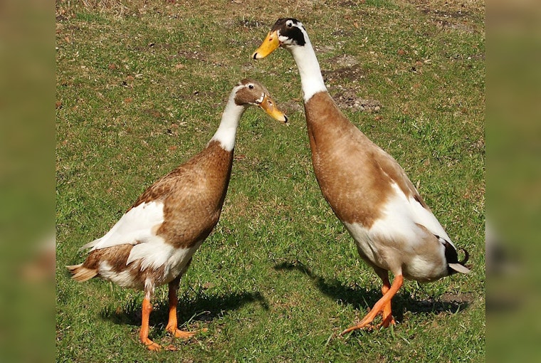 Bird Flu Strikes Again in Vermont as Flock is Culled and Virus Spreads Amid Health Fears