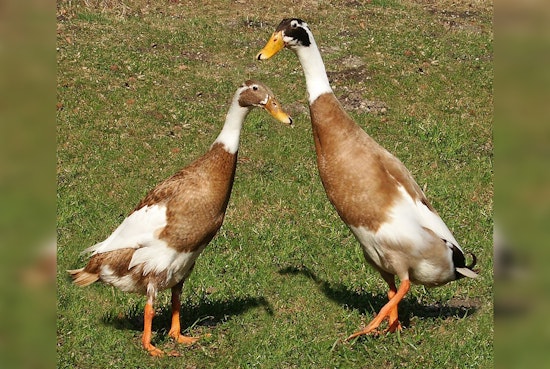 Bird Flu Strikes Again in Vermont as Flock is Culled and Virus Spreads Amid Health Fears