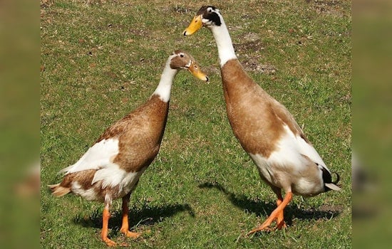 Bird Flu Strikes Again in Vermont as Flock is Culled and Virus Spreads Amid Health Fears