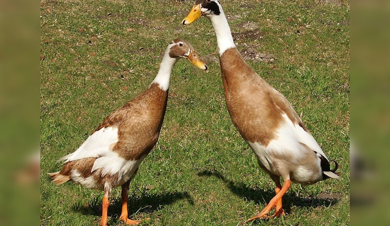 Bird Flu Strikes Again in Vermont as Flock is Culled and Virus Spreads Amid Health Fears