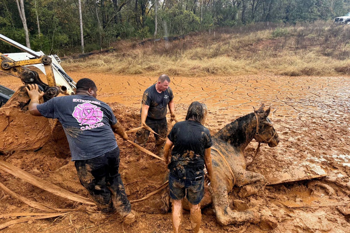 Blount County Firefighters Heroically Rescue Three Horses Stuck in Mud