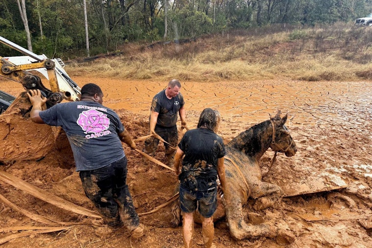 Blount County Firefighters Heroically Rescue Three Horses Stuck in Mud Amidst Challenging Conditions