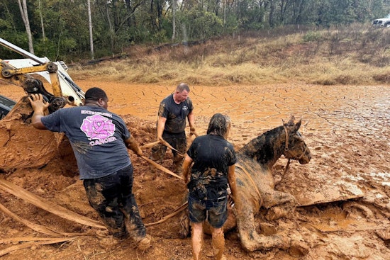Blount County Firefighters Heroically Rescue Three Horses Stuck in Mud Amidst Challenging Conditions