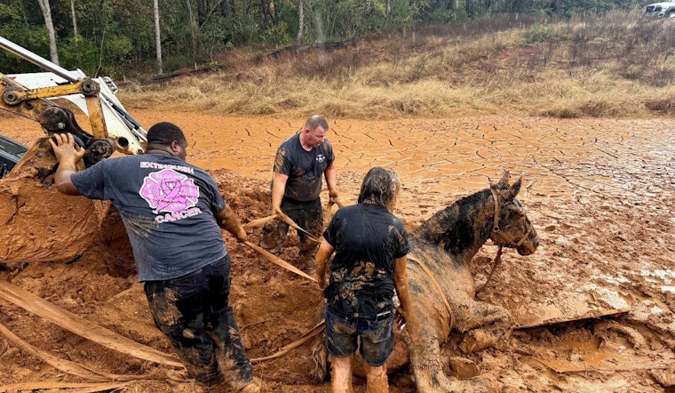 Blount County Firefighters Heroically Rescue Three Horses Stuck in Mud Amidst Challenging Conditions