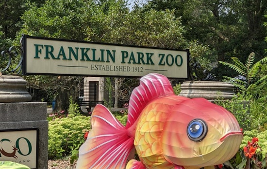 Boston’s Beloved Gorilla ‘Kit’ to Undergo Medical Procedure Amid Health Crisis at Franklin Park Zoo