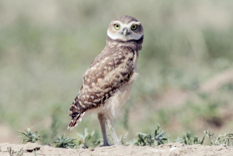 Boulder to Implement Seasonal Closures Protecting Wildlife Habitats in 2025