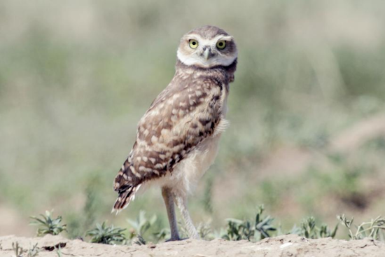 Boulder to Implement Seasonal Closures Protecting Wildlife Habitats in 2025
