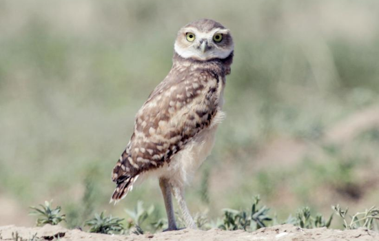 Boulder to Implement Seasonal Closures Protecting Wildlife Habitats in 2025