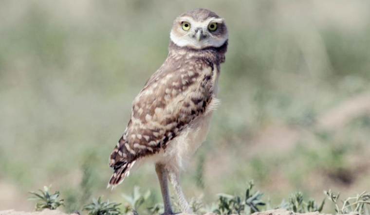 Boulder to Implement Seasonal Closures Protecting Wildlife Habitats in 2025