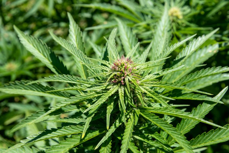 California's Cannabis Task Force Seizes Over $19 Million in Illegal Products in Bay Area Raids