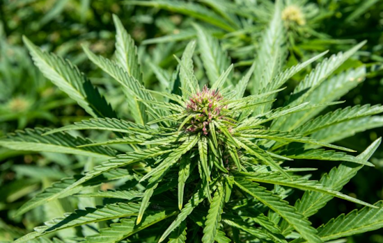 California's Cannabis Task Force Seizes Over $19 Million in Illegal Products in Bay Area Raids