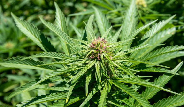 California's Cannabis Task Force Seizes Over $19 Million in Illegal Products in Bay Area Raids