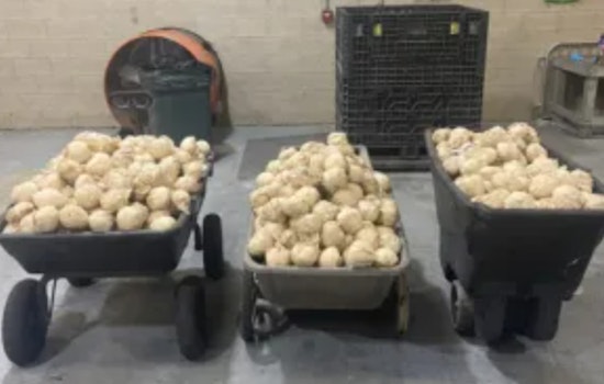CBP Intercepts $7.5 Million in Methamphetamine at Pharr International Bridge
