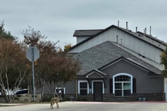 Cedar Park Sees Surge in Coyote Sightings, Encourages Non-Lethal Deterrence