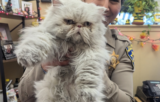 CHP Hayward Officers Turn Rescuers for 'Grumpy Cat' Doppelgänger on Bay Area Roads