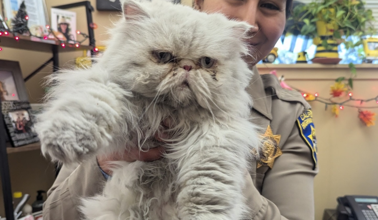 CHP Hayward Officers Turn Rescuers for 'Grumpy Cat' Doppelgänger on Bay Area Roads