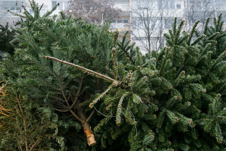 Clarksville Encourages Eco-Friendly Post-Holiday Clean-Up with Christmas Tree Recycling Program at Heritage Park