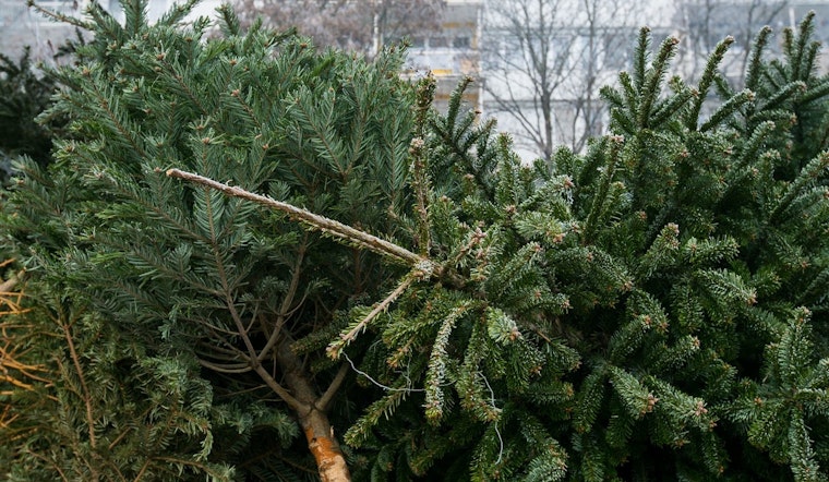 Clarksville Encourages Eco-Friendly Post-Holiday Clean-Up with Christmas Tree Recycling Program at Heritage Park