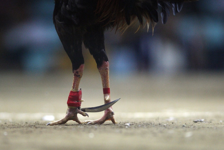 Cockfighting Could Exacerbate California Bird Flu Emergency, Say Advocacy Group